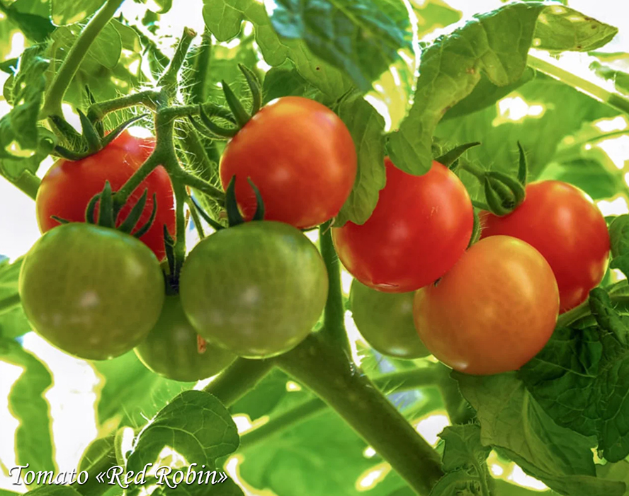 Cherry tomato Red Robin, балконный черри-томат Ред Робин
